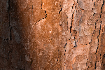 close up of tree bark