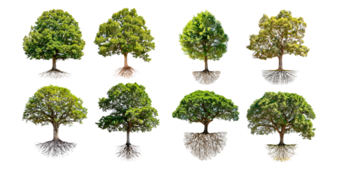 Diverse Tree Varieties with Roots and Foliage, PNG collection, set bundle, isolate on transparent or white background