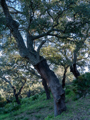 Jimena de la Frontera, Cadiz. Pueblo historico, fortaleza, castillo.
Jimena de la Frontera, Cadiz. Historic town, fortress, castle.