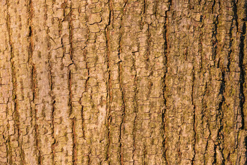 close up of tree bark