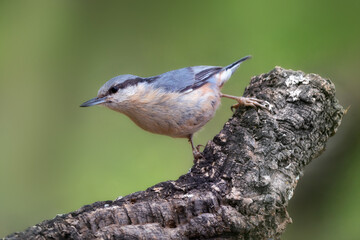 Agateador azul