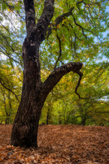 Fototapeta premium Arbol