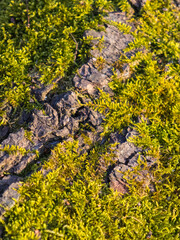 close up of tree bark