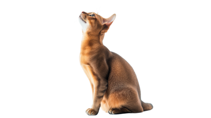 Cat curiously gazes at the sky