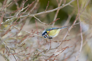 blue tit on a branch