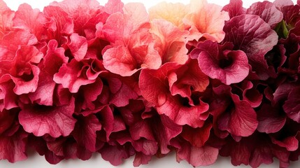 Lolo-rosso lettuce features vibrant red curled leaves against a clean white backdrop