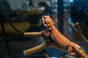 Bearded Dragon Lizard resting on a branch