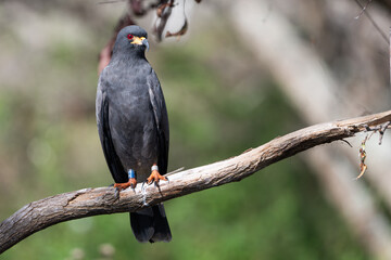 Adult male Everglades Snail Kite. 
