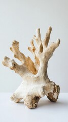 Obraz premium A unique coral sculpture contrasts with a plain background, showcasing its shapes and textures
