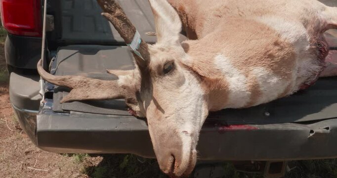 Pronghorn Antelope Kill in the Back of a Truck