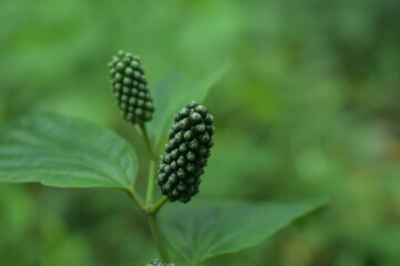 piper capense or cabe puyang in java language