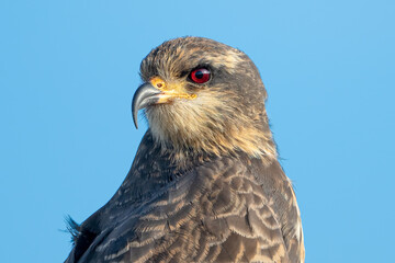 Female Snail Kite portrait. 