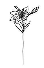 Lily flower in one line. hand drawing. Not AI, Vector illustration
