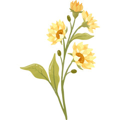 Cluster Sunflowers watercolor varying stages of bloom