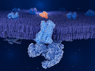 Oxycodone (Oxycontin) about to bind to an opioid receptor