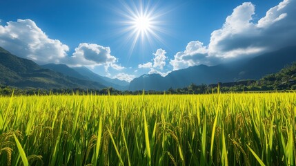 Lush Green Rice Field Under Bright Sunlight and Blue Sky
