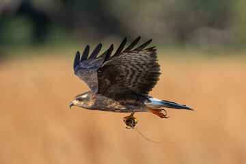 Female Snail KIte with Apple Snail. 