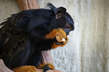 The Golden-Handed Tamarin (Saguinus midas), also known as the Red-Handed Tamarin or Midas Tamarin.