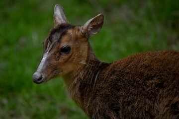 Reeves's Muntjac (Muntiacus reevesi), also known as the Chinese Muntjac.