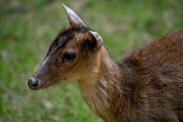 Reeves's Muntjac (Muntiacus reevesi), also known as the Chinese Muntjac.