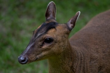 Reeves's Muntjac (Muntiacus reevesi), also known as the Chinese Muntjac.