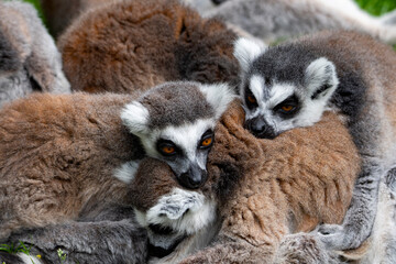 The Ring-Tailed Lemur (Lemur catta).