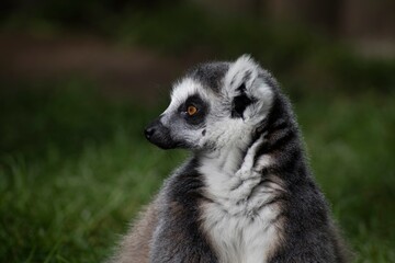 The Ring-Tailed Lemur (Lemur catta).