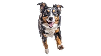 Happy dog running with joy in bright setting