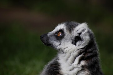 Fototapeta premium The Ring-Tailed Lemur (Lemur catta).