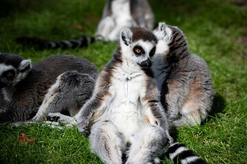 The Ring-Tailed Lemur (Lemur catta).