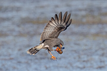 Everglades Snail Kite snail transfer. 