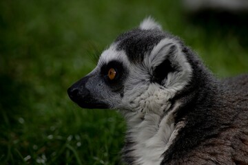Obraz premium The Ring-Tailed Lemur (Lemur catta).