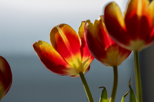 red yellow tulips