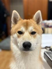 un perro muy concentrado