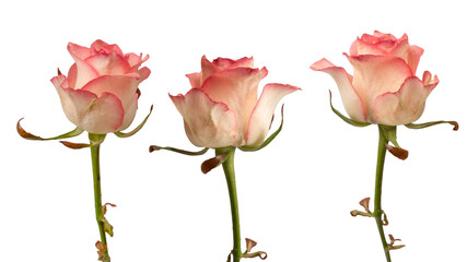 Obraz premium Pink and white beautiful rose isolated on a white background.