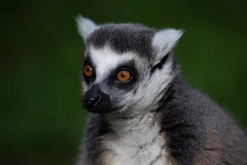 Fototapeta premium The Ring-Tailed Lemur (Lemur catta).