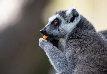 The Ring-Tailed Lemur (Lemur catta).