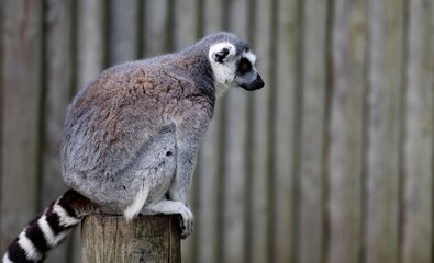 The Ring-Tailed Lemur (Lemur catta).