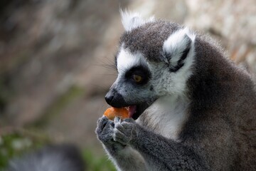 The Ring-Tailed Lemur (Lemur catta).