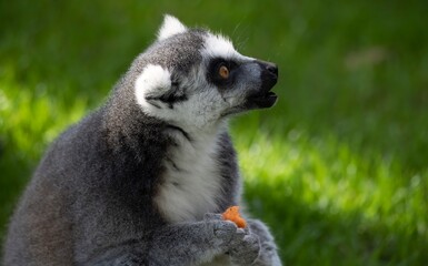 The Ring-Tailed Lemur (Lemur catta).