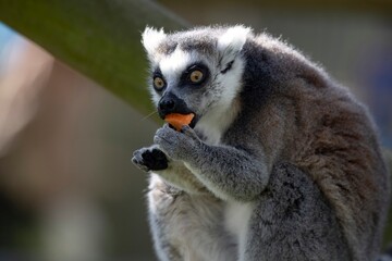 Fototapeta premium The Ring-Tailed Lemur (Lemur catta).