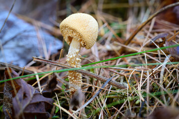 A beautiful Lepiota Magnispora or parasol mushroom