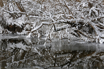 Snowy trees over the river