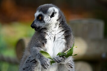 The Ring-Tailed Lemur (Lemur catta).