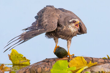 Female Snail Kite protests the presence of a Snail thief. 