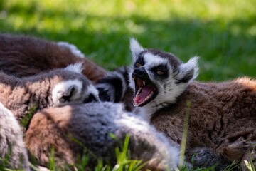 The Ring-Tailed Lemur (Lemur catta).