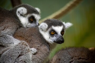 The Ring-Tailed Lemur (Lemur catta).