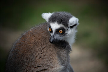 The Ring-Tailed Lemur (Lemur catta).