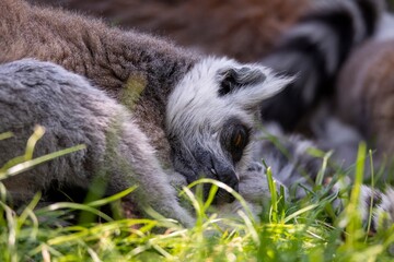 Obraz premium The Ring-Tailed Lemur (Lemur catta).