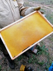 Beekeeper in a protective suit showing honey-filled honeycombs. The beekeeper's face is not visible, focusing on the detailed, golden honeycombs.